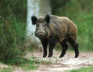 На Рівненщині виявили АЧС у диких свиней